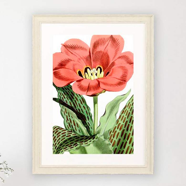Image 2 Tulipa Greigii 31"W x 41"H Framed Art
