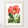 2_Tulipa Greigii 31"W x 41"H Framed Art