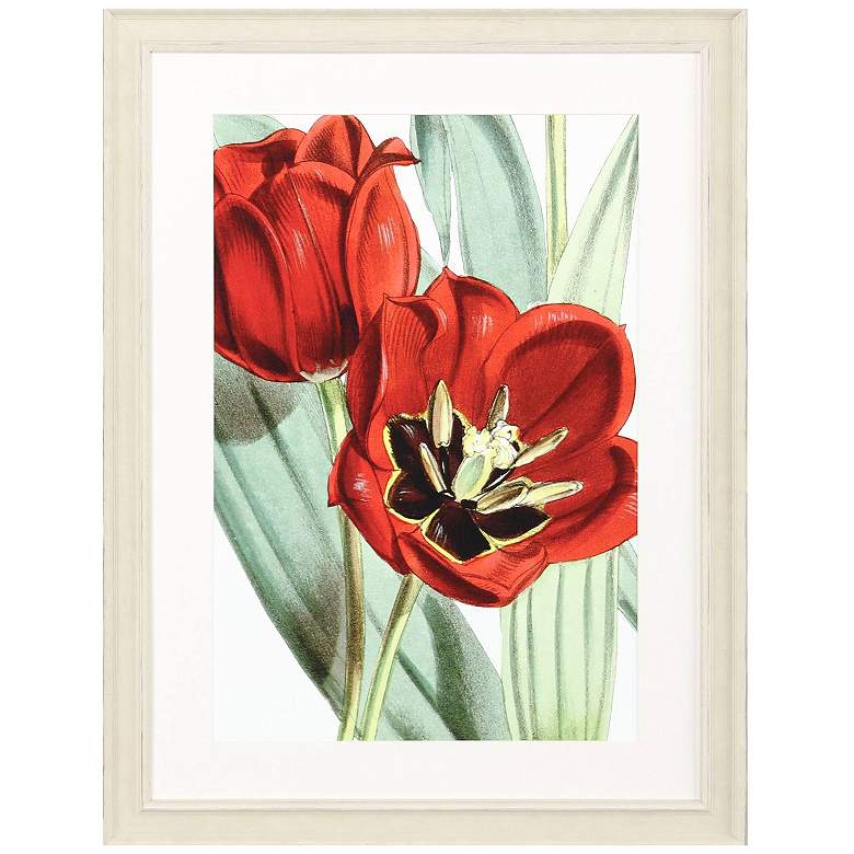 Image 3 Tulipa Undulatifolia 31"W x 41"H Framed Art