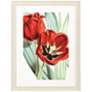 3_Tulipa Undulatifolia 31"W x 41"H Framed Art