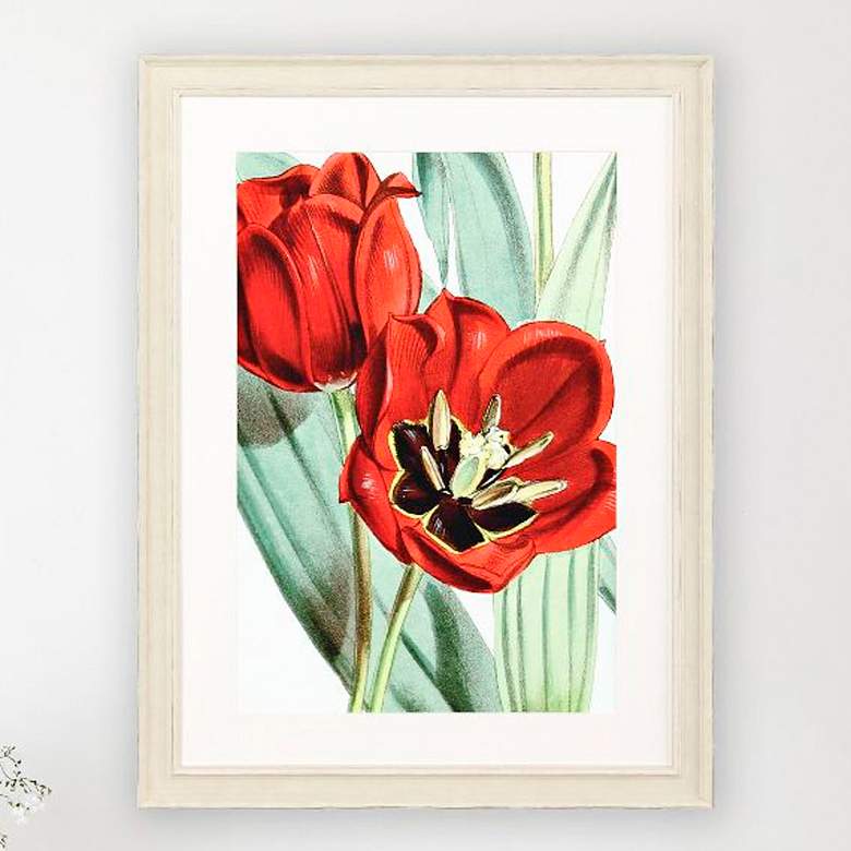 Image 2 Tulipa Undulatifolia 31"W x 41"H Framed Art