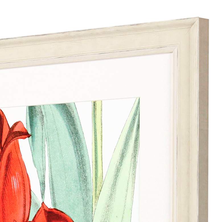 Image 4 Tulipa Undulatifolia 31"W x 41"H Framed Art more views