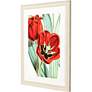 5_Tulipa Undulatifolia 31"W x 41"H Framed Art more views