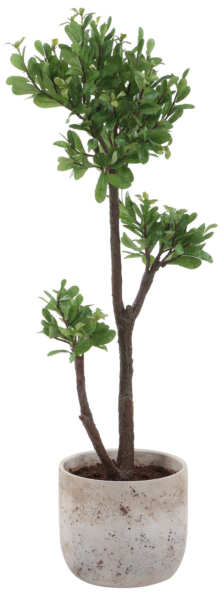 Image 4 Uttermost Arbor 43" High Artificial Strawberry Tree more views
