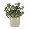 Uttermost Crassula Jade 24" High Faux Plant in Pot