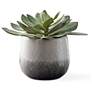 2_Uttermost Dudleya 10" Wide Indoor-Outdoor Succulent