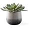 Uttermost Dudleya 10" Wide Indoor-Outdoor Succulent