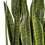 3_Uttermost Fasita 44" High Faux Snake Plant in Pot more views