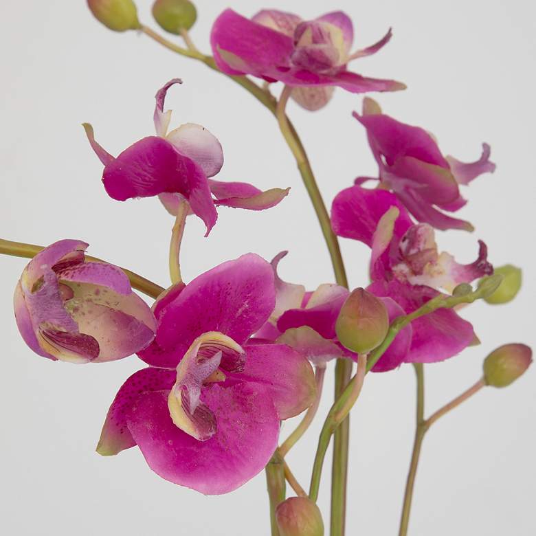 Image 4 Uttermost Glory Fuschia Orchid more views