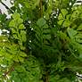3_Uttermost Maidenhair 14" Fern Accent more views