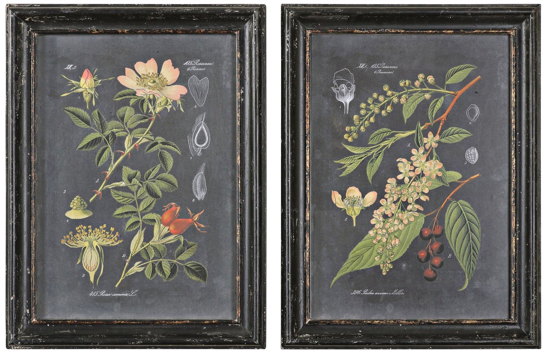 BOTANICAL ART 【import品】 BOTANICAL ART 【import品】 flowers-garden-victorian-