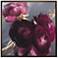Uttermost Plum Ranculus 50.7" Square Framed Canvas