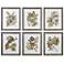 Uttermost Seedlings 6-Piece 24 1/4" High Wall Art Set