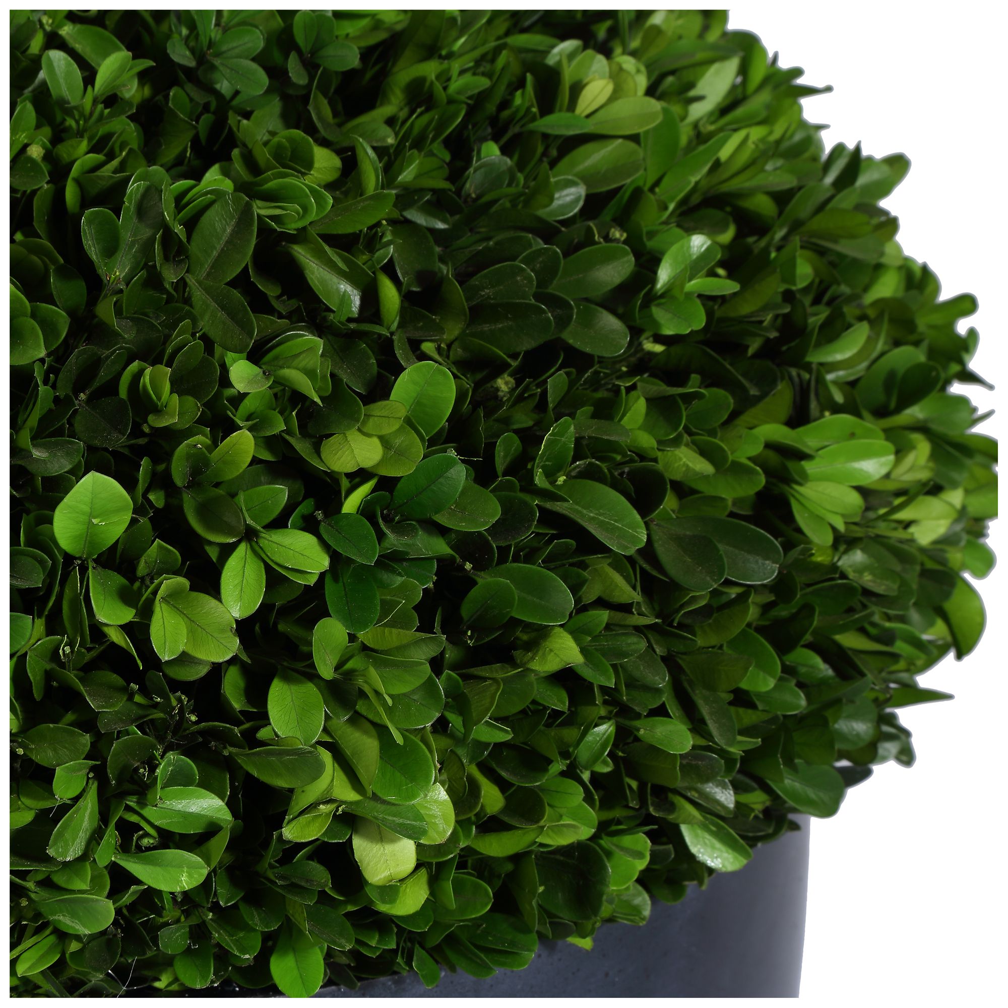 Image 4 Uttermost Verdana 17" Wide Preserved Boxwood Centerpiece more views