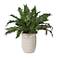 Uttermost Verdure 21" Wide x 15 1/2" High Fern