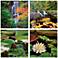 Water Lilies 20" Square 4-Piece Printed Glass Wall Art Set