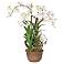 White and Yellow Orchids in Brown Pot Faux Flowers