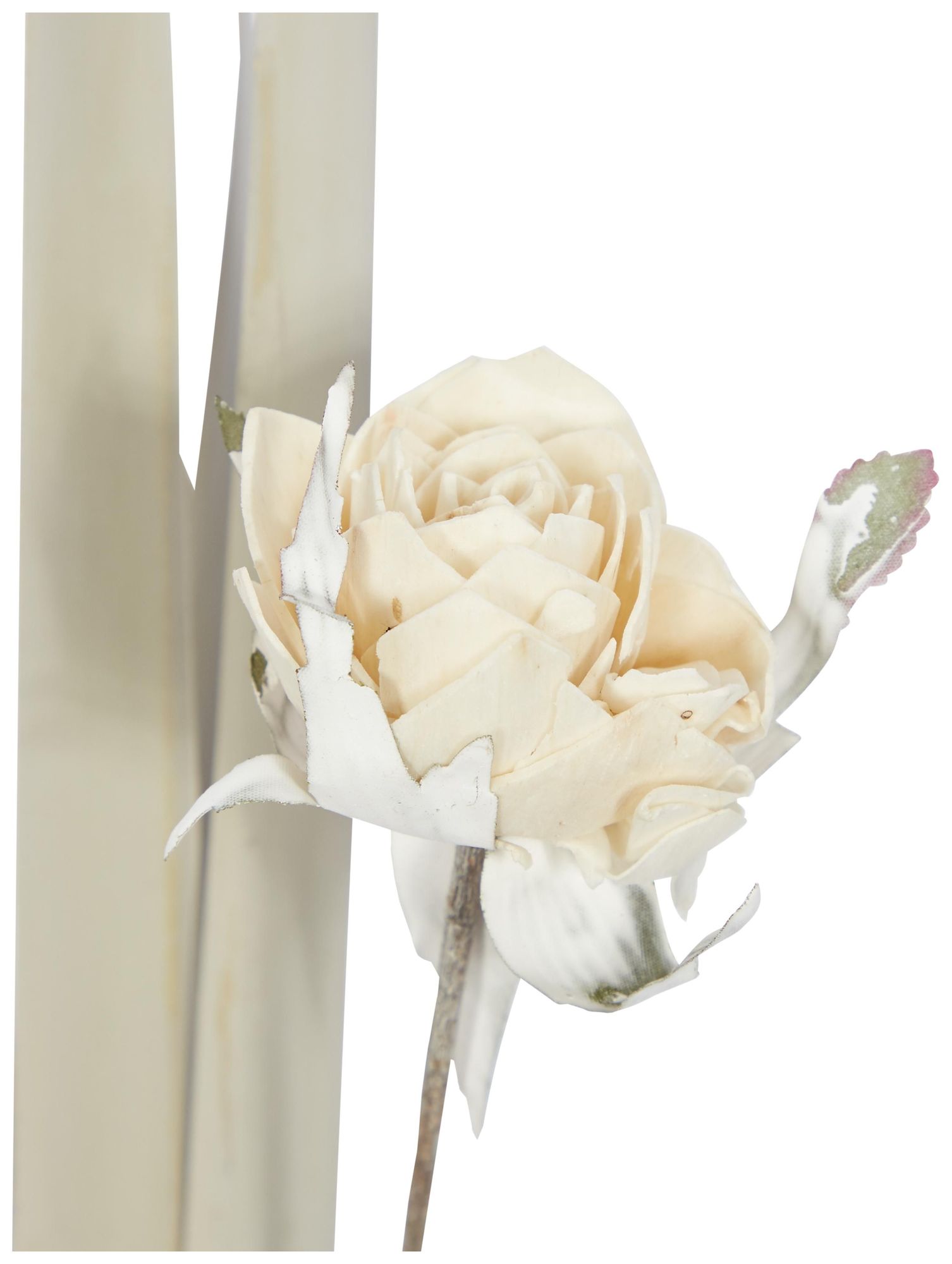 Image 2 White Dried Plant Coastal Natural Foliage, S/2 5"W, 38"H more views