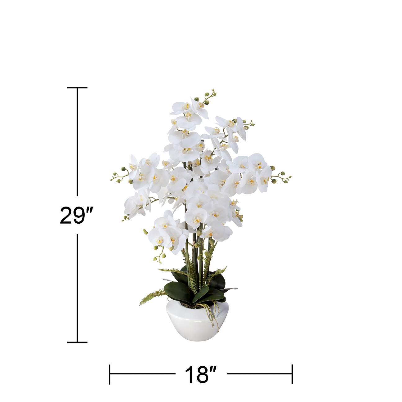 White Phalaenopsis Orchid 29