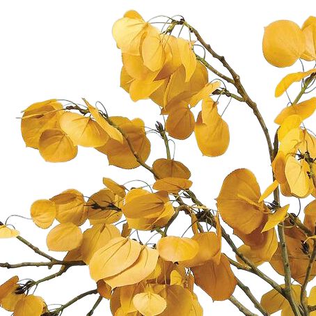 Image 2 Yellow Aspen Leaf Spray 29" Wide Faux Branches in Vase more views