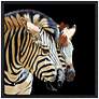 Zebras 39" Square Endangered Animal Print Framed Wall Art